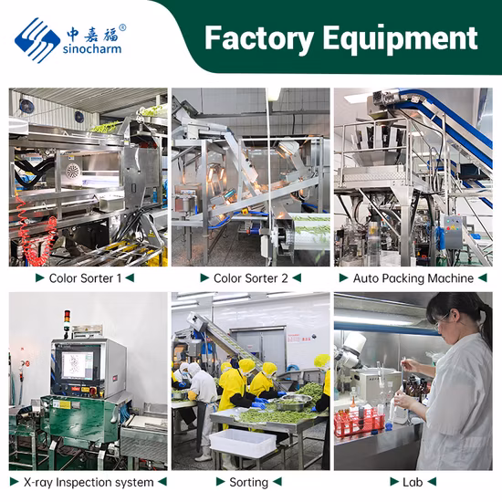 Foglie di cocco / albero del tè / mirtillo di vendita calda